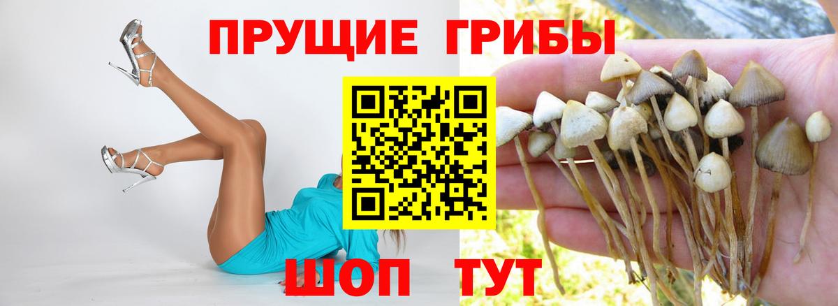 Псилоцибиновые грибы Cubensis  Вход с VPN  Галлюциногенные грибы ЛСД  Междуреченск 